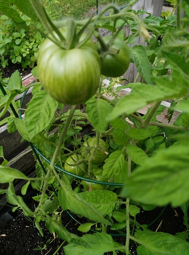 tomates%2026%20ao%C3%BBt